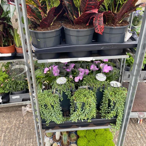 Vad är Half Danish Plant Container Trolley?
